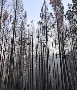 Low angle view of pine trees in forest during winter