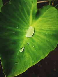 Close-up of water drops on leaf