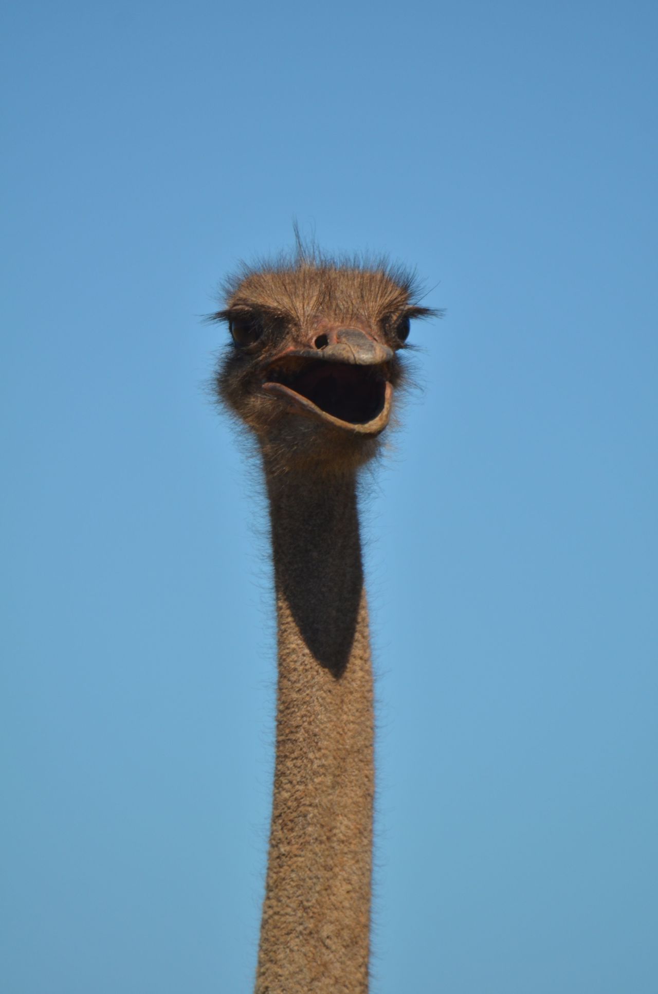 Zebra ostrich addo elephant park grazing fanning feathers long neck blue sky