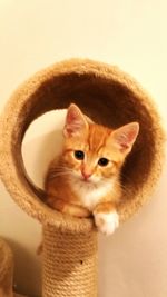 Portrait of cat