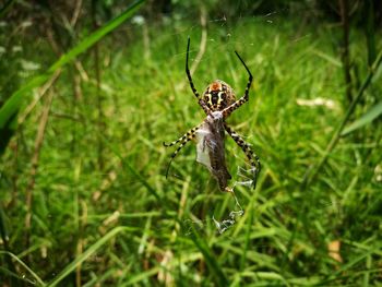 Close-up of spider on web