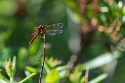 Close-up of insect on leaf