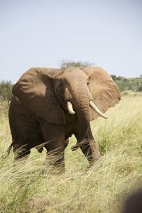 animal themes