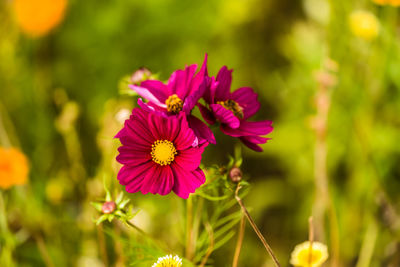 Close-up of pink cosmos flower