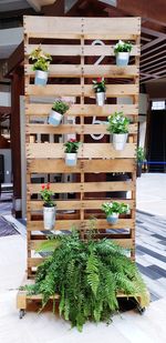 Potted plants at home