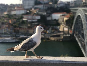 Seagull perching on retaining wall