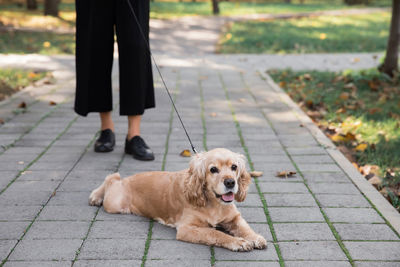 A brown cocker spaniel on a leash lies on a gray paving slab 