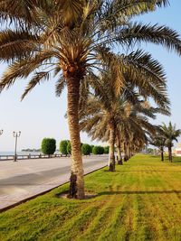 Palm trees on field against clear sky