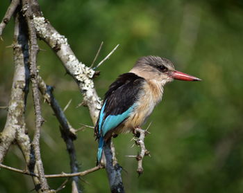 Close-up of bird perching on branch