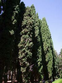 Low angle view of trees against clear sky