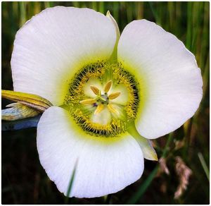 Close-up of white flowers