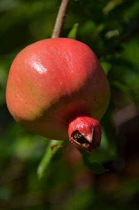 Close-up of strawberry