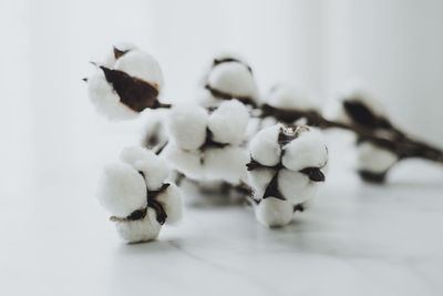 Close-up of white flowers on table