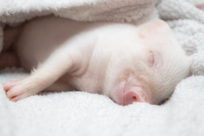 Close-up of a sleeping cat