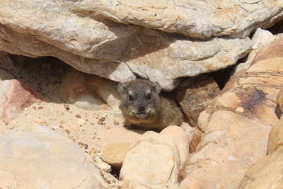 View of lizard on rock