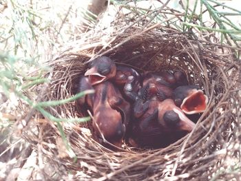 Portrait of a young man in nest