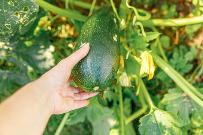 Cropped image of hand holding fruit