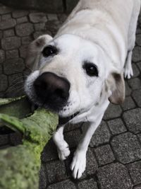 High angle portrait of dog looking outdoors