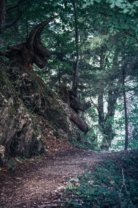 Trees in forest