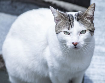 Close-up portrait of a cat