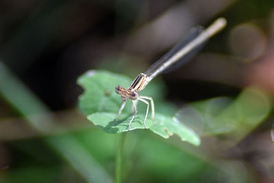 Close-up of insect