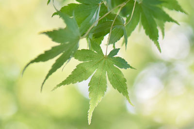 Close-up of leaves