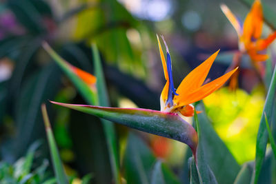 Close-up of flower against blurred background