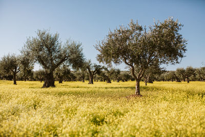 Trees on field against sky