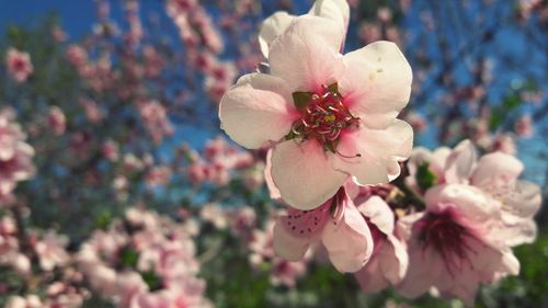 Close-up of flowers growing on tree