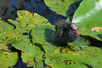 High angle view of bird in pond