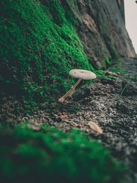 Close-up of mushroom