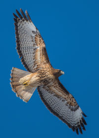 Low angle view of eagle flying against blue sky