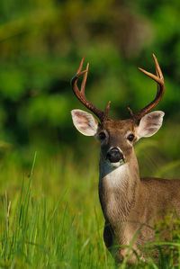 Portrait of deer on field