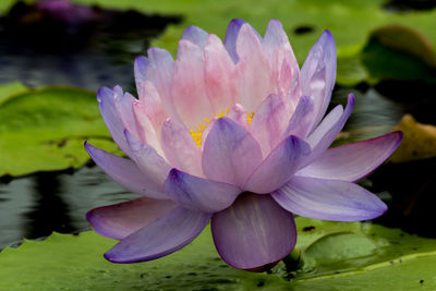 Close-up of water lily in lake