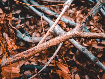 Close-up of dried autumn leaves on field