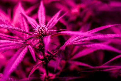 Close-up of pink flowering plant