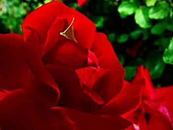 Close-up of red rose flower