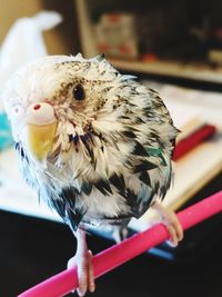 Close-up of a bird perching