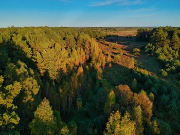 High angle view of trees on landscape against sky