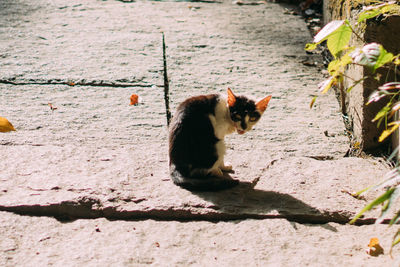 Cat sitting outdoors