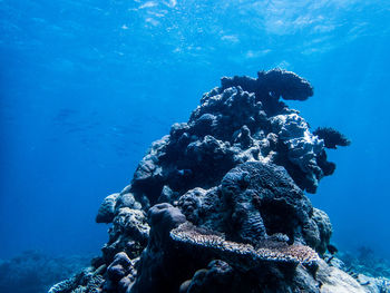 Low angle view of coral swimming in sea