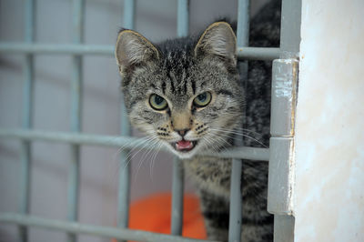 Portrait of cat looking through metal