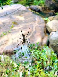 Close-up of spider