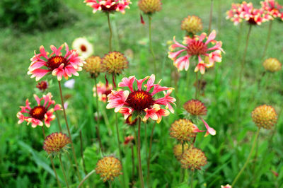 Close-up of pink flowering plants