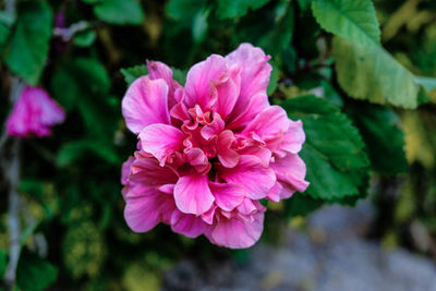 Close-up of pink flowering plant