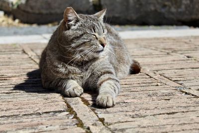 Cat sitting on footpath