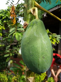 Close-up of fruit on tree