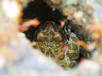 Close-up of frog outdoors