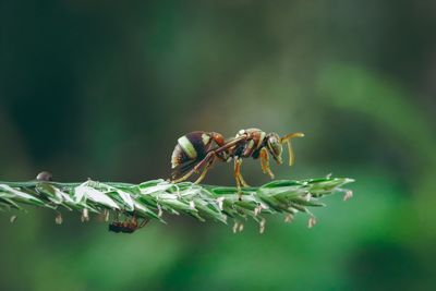 Close-up of insect on plant