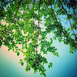 Low angle view of tree against clear sky